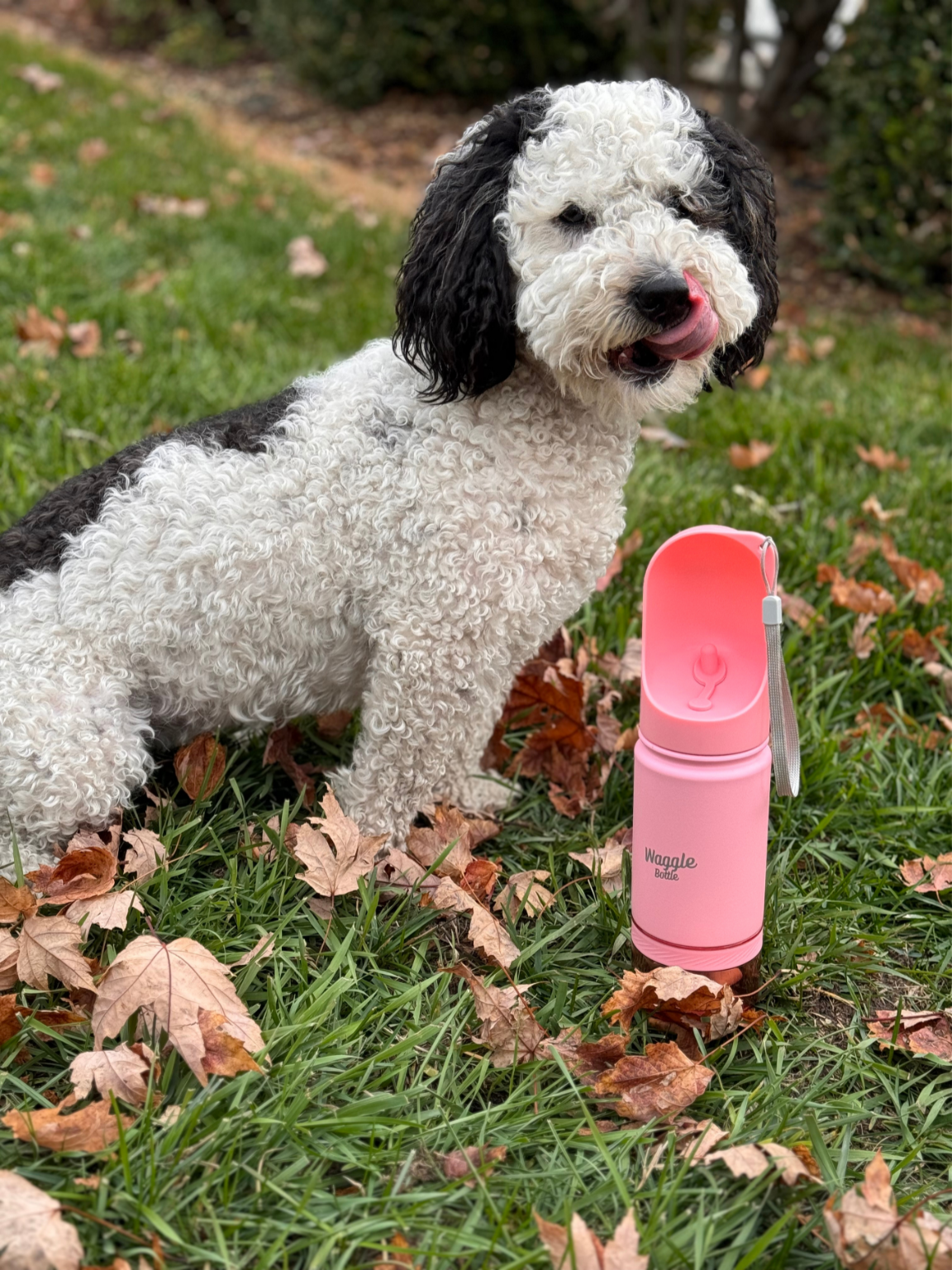 アクセサリー NEIGHBORHOOD DOG TRAVEL BOTTLE Pet Supplies : Waggle Bottle Stainless Steel Dog Travel